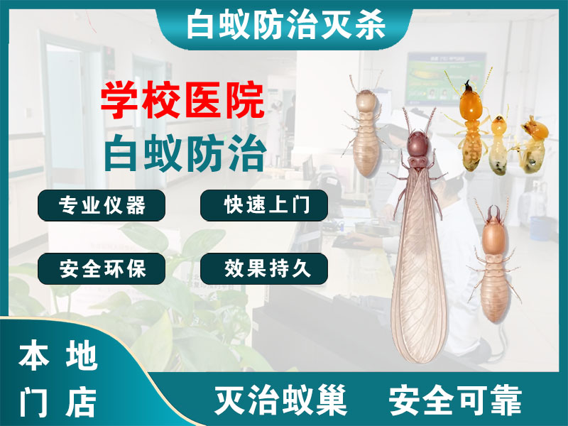 龙湾学校医院白蚁防治