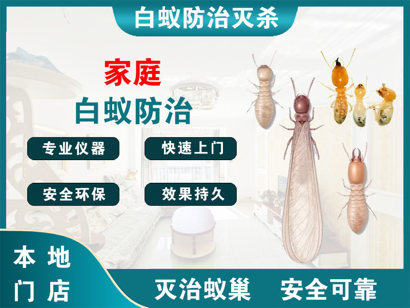 龙湾家庭白蚁防治