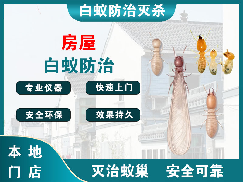 龙湾房屋白蚁防治